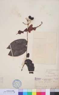 Specimen thumbnail